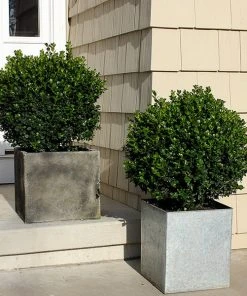 Brighter Blooms Sprinter® Boxwood Shrub