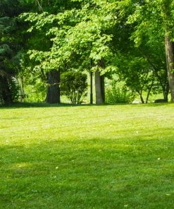 Brighter Blooms TurboTurf™ Sun & Shade Grass Seed