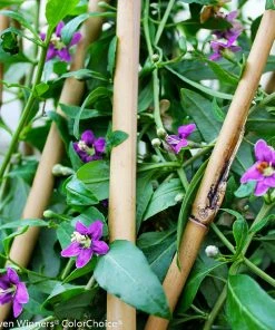 Brighter Blooms Sweet Lifeberry® Goji Berry Plant SHOP ALL