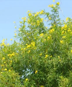 Brighter Blooms SHOP ALL Sundance Tecoma