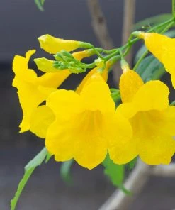 Brighter Blooms SHOP ALL Sundance Tecoma