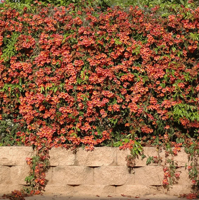 Brighter Blooms SHOP ALL Tangerine Beauty Crossvine 3 Brighter Blooms SHOP ALL Tangerine Beauty Crossvine