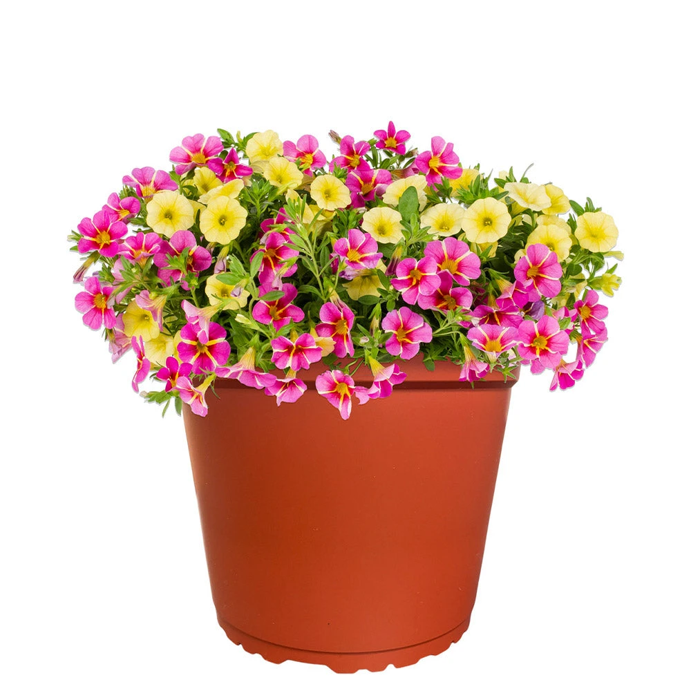 No Warranty New Perennials MixMasters™ Tea Party Calibrachoa 2 No Warranty New Perennials MixMasters™ Tea Party Calibrachoa