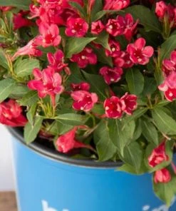 Brighter Blooms Crimson Kisses'® Weigela Shrub