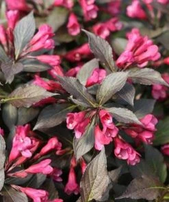 Brighter Blooms My Monet Weigela Shrub 8 Brighter Blooms My Monet Weigela Shrub