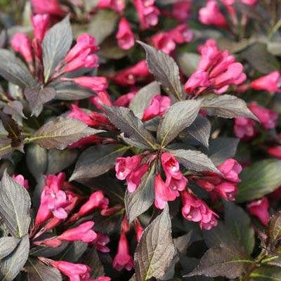 Brighter Blooms My Monet Weigela Shrub 3 Brighter Blooms My Monet Weigela Shrub