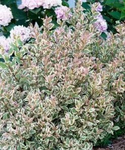 Brighter Blooms My Monet Weigela Shrub 9 Brighter Blooms My Monet Weigela Shrub