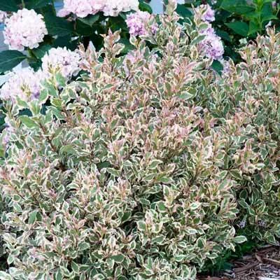 Brighter Blooms My Monet Weigela Shrub 4 Brighter Blooms My Monet Weigela Shrub