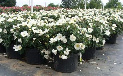 Brighter Blooms White Knock Out® Rose Shrubs & Hedges 3 Brighter Blooms White Knock Out® Rose Shrubs & Hedges