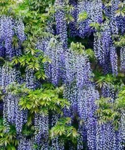 Brighter Blooms Amethyst Falls Wisteria Vine