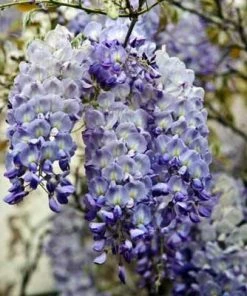 Brighter Blooms Amethyst Falls Wisteria Vine 9 Brighter Blooms Amethyst Falls Wisteria Vine