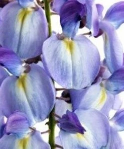 Brighter Blooms Amethyst Falls Wisteria Vine 10 Brighter Blooms Amethyst Falls Wisteria Vine