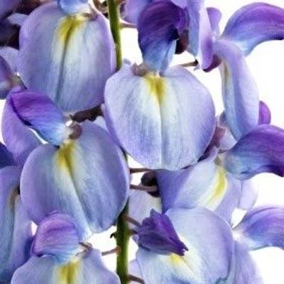 Brighter Blooms Amethyst Falls Wisteria Vine 5 Brighter Blooms Amethyst Falls Wisteria Vine