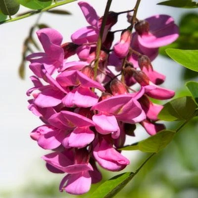 Brighter Blooms Pink Wisteria Vine 2 Brighter Blooms Pink Wisteria Vine