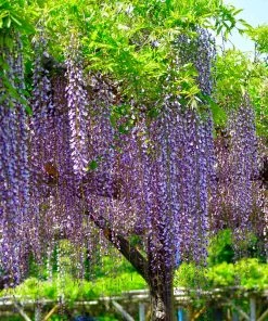 Brighter Blooms Purple Wisteria Tree