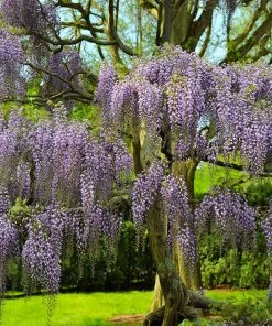 Brighter Blooms Purple Wisteria Tree