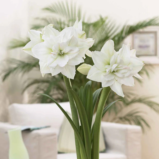BrighterBlooms Sales 40 BrighterBlooms Sales -BrighterBlooms Sales amaryllis white nymph vis 1